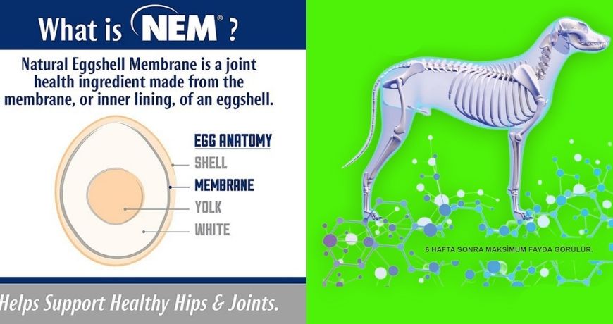 Yumurta Kabuğu Zarı Köpekler İçin Etkili Bir Ortak Tedavidir.