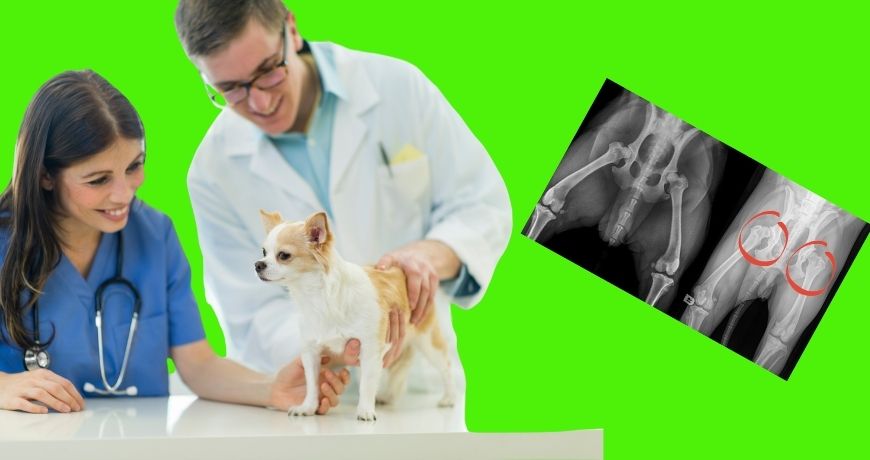 Köpeğinizin kalça-eklem problemleri ve ameliyatı anlama
