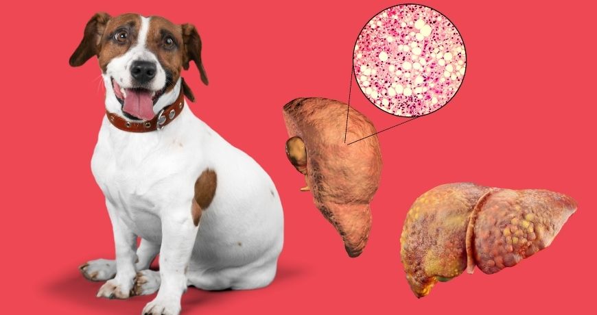 Köpeklerde Karaciğer Sorunlarının 7 İşareti (Ve Onlar Hakkında Ne Yapılmalı)