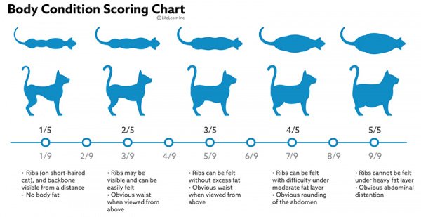 Kedilerde Aşırı Kilo, Obezite ve Ağrı: Genel Bakış