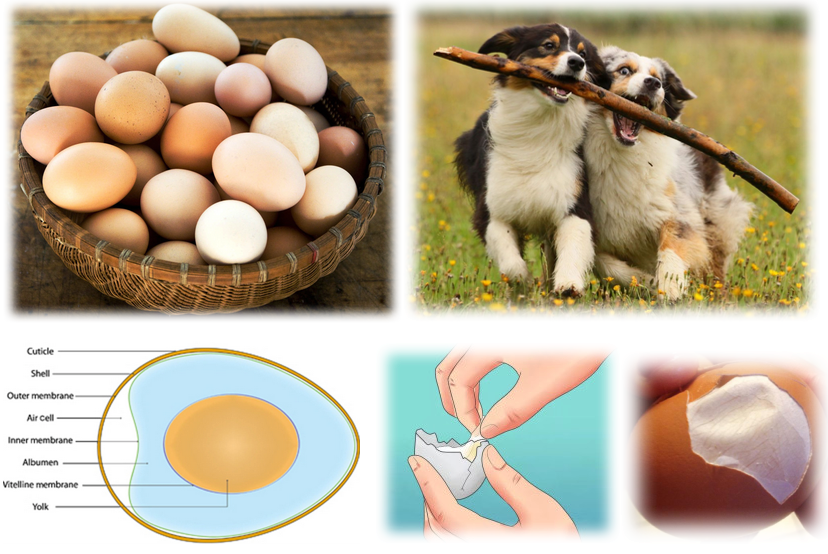 NEM Yumurta Kabuğu Zarı Köpeklerde Eklem Sağlığını İyileştirebilir.