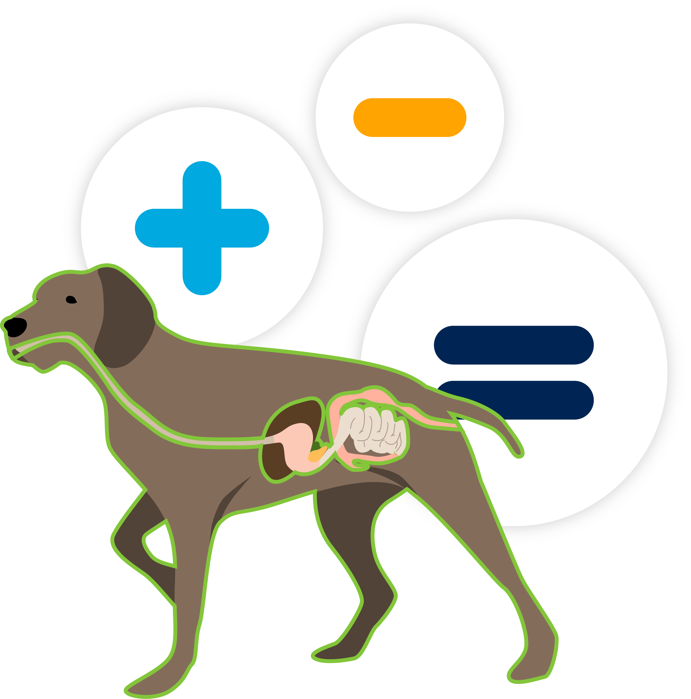 Köpeklerde Sızdıran Bağırsak: Ev İlaçlarıyla İyileşin