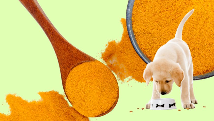Köpek Beslenmesinde Zerdeçalın Sağlığa 5 Şaşırtıcı Faydası ve Kullanımı