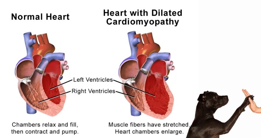 Köpeklerde Kardiyomiyopati