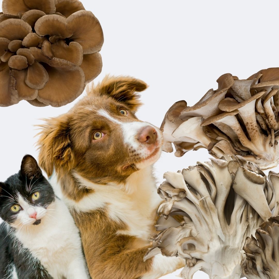 Maitake mantar türevlerinin kedi ve köpek sağlığındaki etkileri