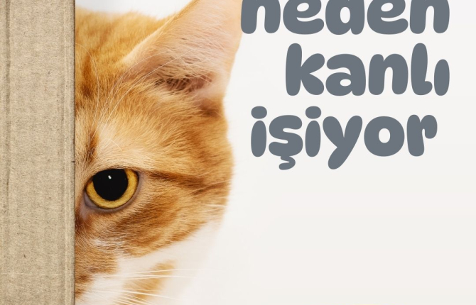 Kedim neden kan işiyor?