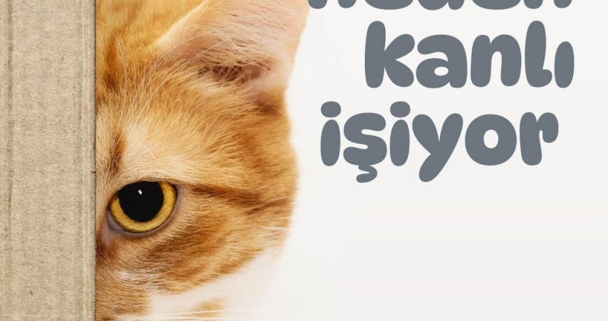 kedilerde kanlı işiyor