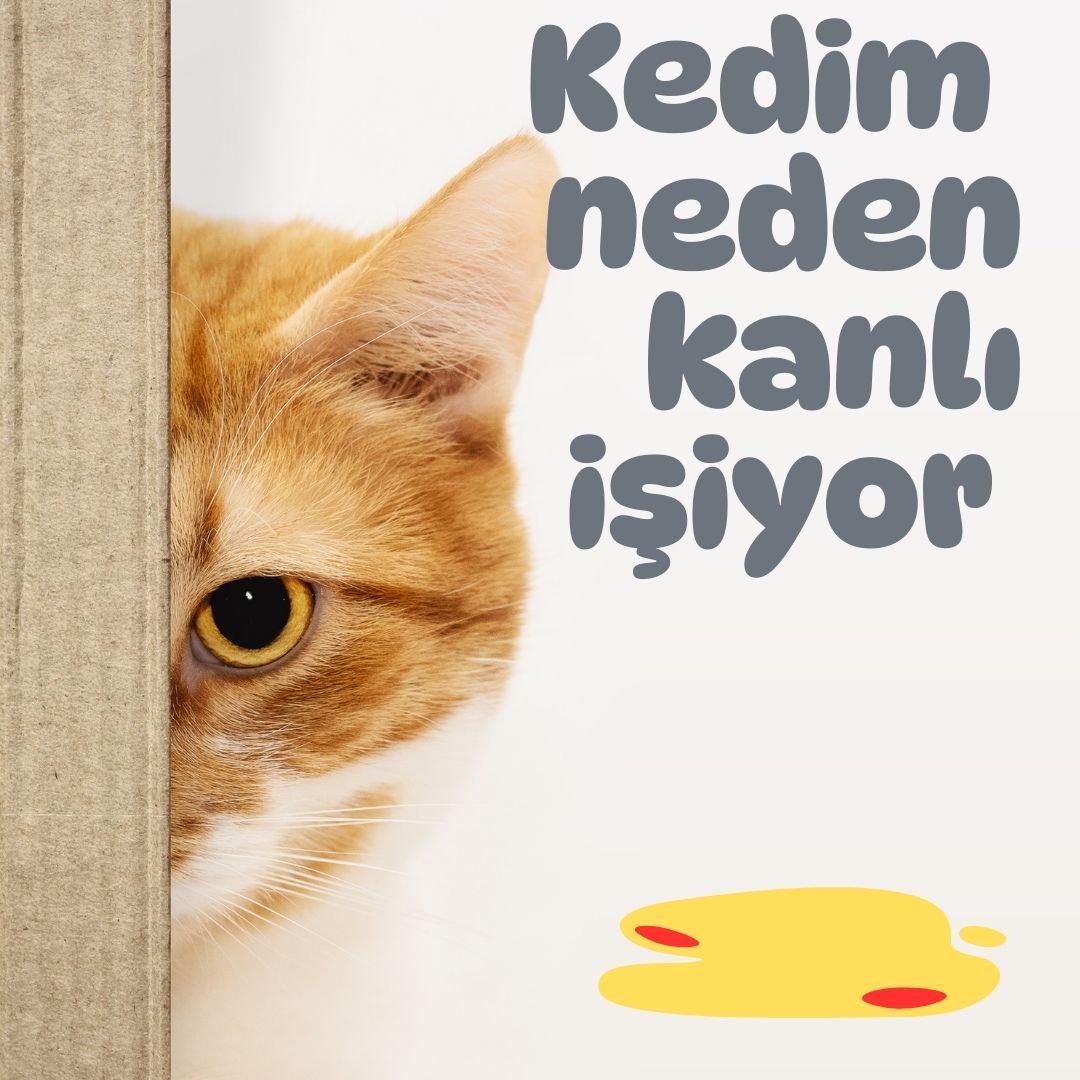 Kedim neden kan işiyor?