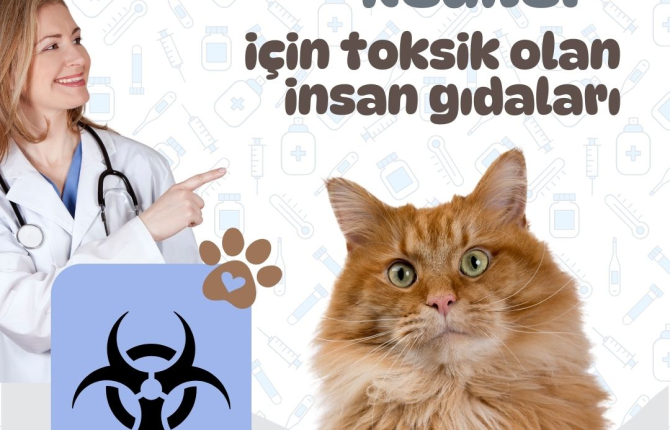 Kediler için toksik olan insan gıdaları