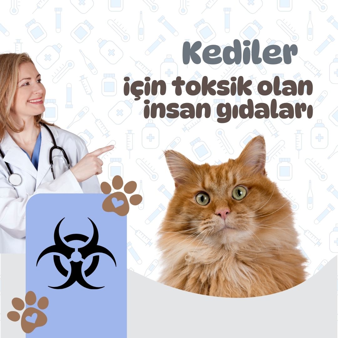 Kediler için toksik olan insan gıdaları