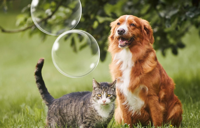Köpeklerde ve kedilerde Asit Reflü Hastalığında Sodyum Aljinat Kullanımı