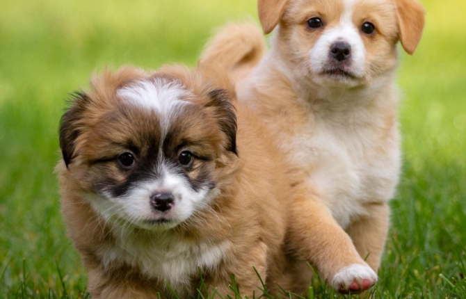 Hasta bir yavru köpeği nasıl tespit edersiniz: 7 yaygın yavru köpek hastalığı