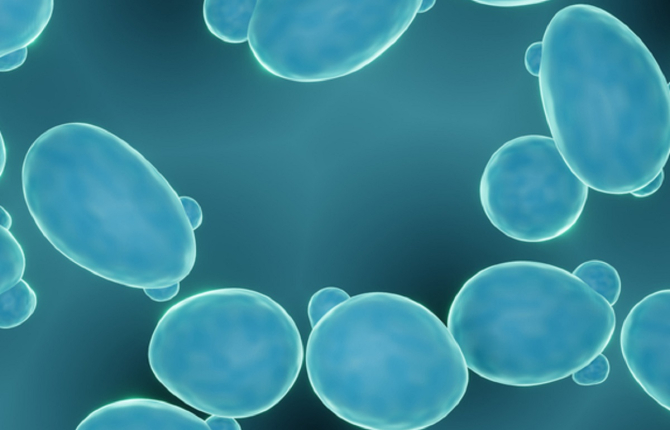 Kedi ve Köpekler İçin Saccharomyces Boulardii: Doğal Probiyotik Destek