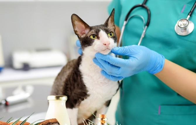 Kedilerin Sağlığı ve Zindeliği İçin MCT Yağı Kullanımı