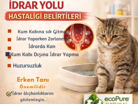 Kedilerde idrar yolu hastalığı belirtilerini anlatan veteriner bilgilendirme görseli (1)