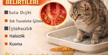 Kedilerde ishal belirtilerini ve yapılması gerekenleri anlatan veteriner bilgilendirme görseli