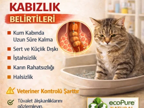 Kedilerde kabızlık belirtilerini ve çözüm yollarını anlatan bilgilendirici veteriner görseli