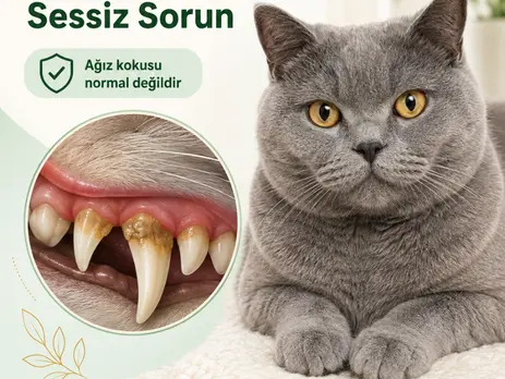 Adsız tasarım (62)