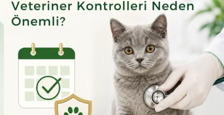 ve Düzenli Veteriner Kontrolleri Neden Önemli