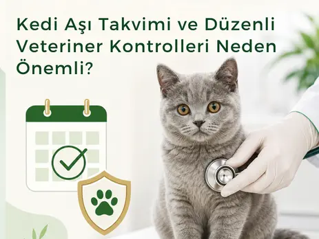 ve Düzenli Veteriner Kontrolleri Neden Önemli